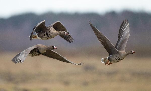 White-Fronted Goose White-Fronted Goose