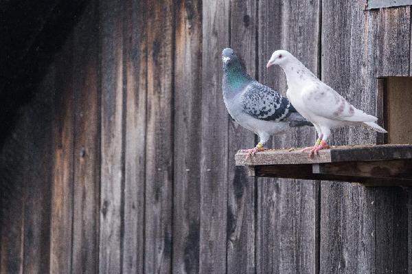 Gray Pigeon Gray Pigeon