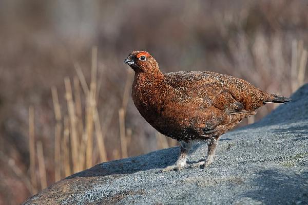 Red Grouse Red Grouse