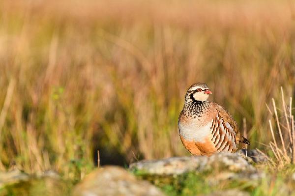 Red-Legged Partridge Red-Legged Partridge