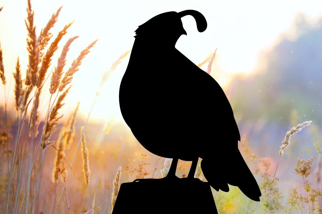 Mountain Quail Mountain Quail
