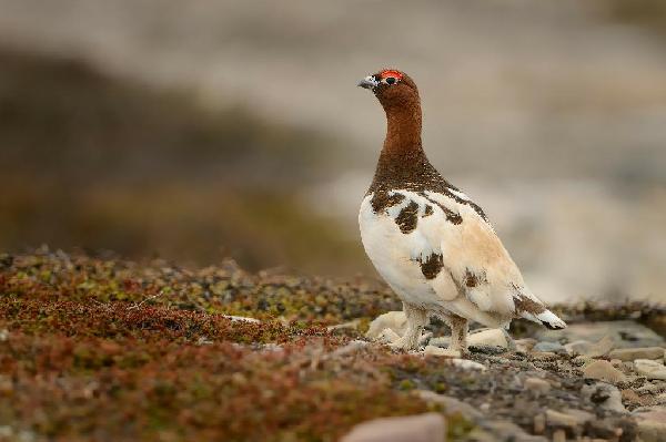 Willow Ptarmigan Willow Ptarmigan
