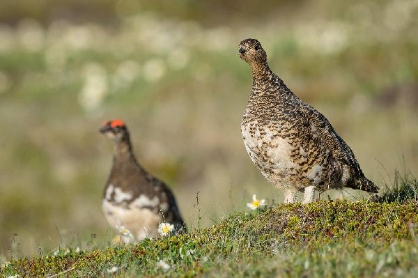 Rock Ptarmigan Rock Ptarmigan