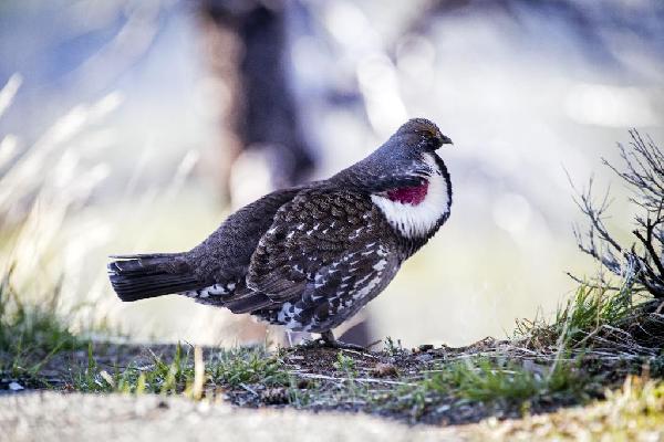 Dusky Grouse Dusky Grouse