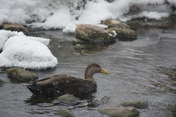 American Black Duck American Black Duck