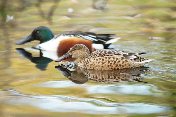 Northern Shoveler Northern Shoveler