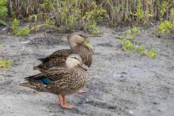 Mottled Duck Mottled Duck
