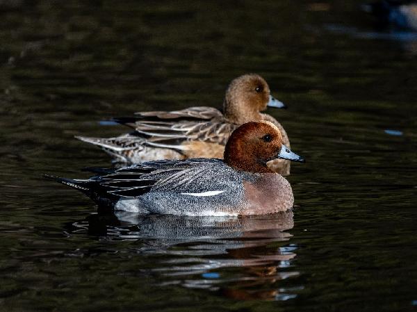 Eurasian Wigeon Eurasian Wigeon