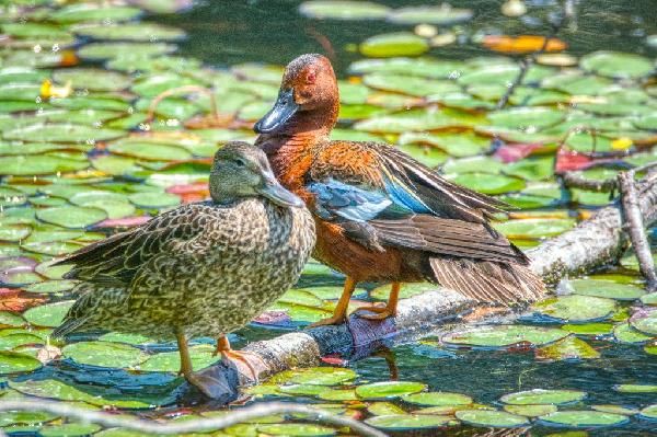 Cinnamon Teal Duck Cinnamon Teal Duck