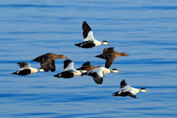 Common Eider Duck Common Eider Duck