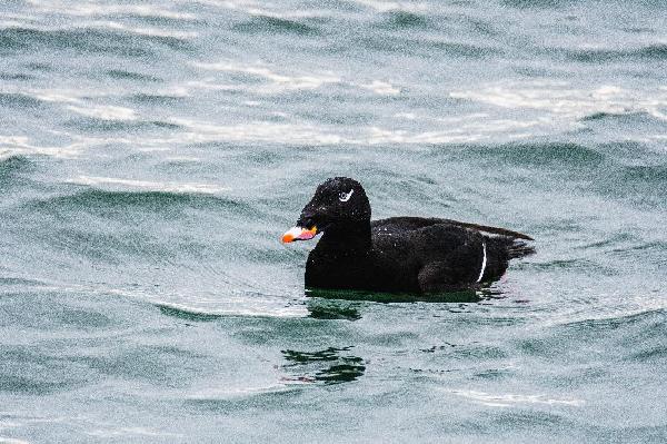 Black Scoter Black Scoter