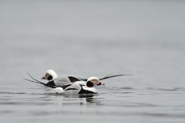 Long Tailed Duck Long Tailed Duck