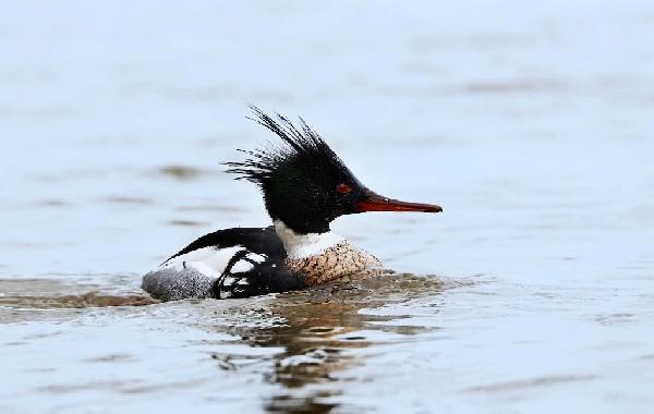 Red-Breasted Merganser Red-Breasted Merganser