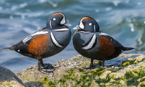 Harlequin Duck Harlequin Duck