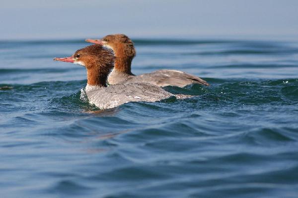 Common Merganser Duck Common Merganser Duck