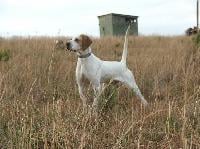 GUNDOG CENTRAL