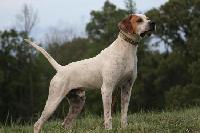 PINEHILL ELHEW DUKE
