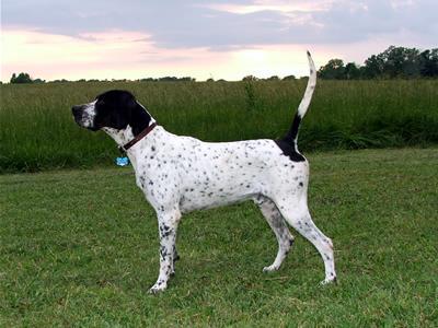 PINEHILL IMPERIAL SCOUT