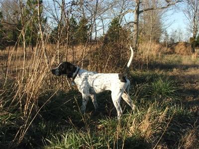 SCOUT