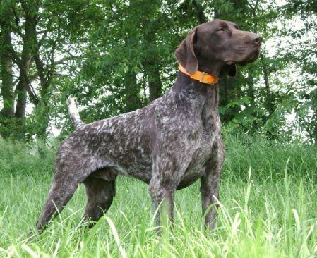 FIELDMASTERS SHORTHAIRS