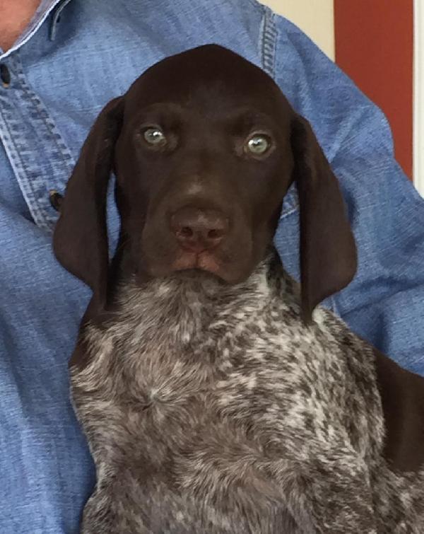 MERLE