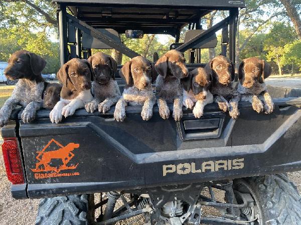 PUPPIES