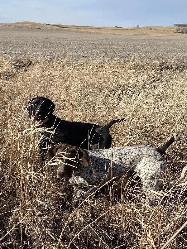 MAX AND JETT