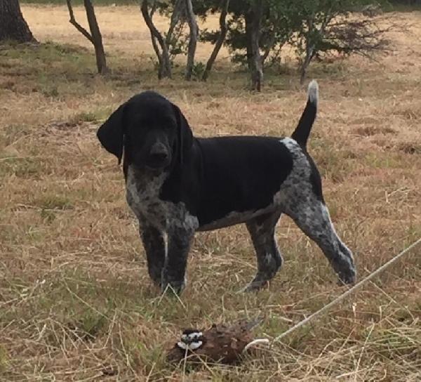 BLACK ROAN PUPPY ON POINT