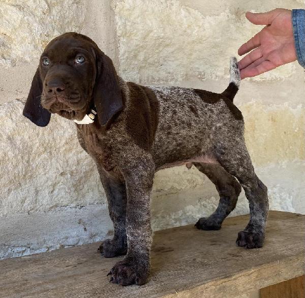 LIVER ROAN PUPPY