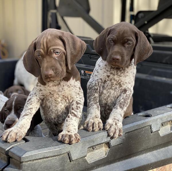 PUPPIES