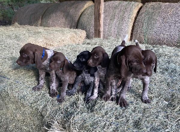 PUPPIES