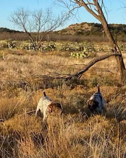 WEST TEXAS QUAIL HUNT