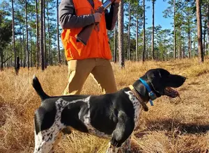 SHARP SHOOTER GSP STUD SHARP SHOOTER GSP STUD