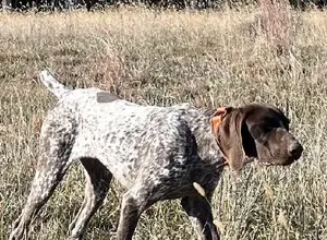 TRAINED GERMAN SHORTHAIRED POINTERS!!!!!!! TRAINED GERMAN SHORTHAIRED POINTERS!!!!!!!