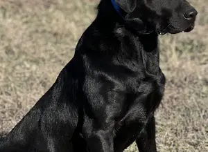 TRAINED LABRADORS AVAILABLE !!!!!!! TRAINED LABRADORS AVAILABLE !!!!!!!