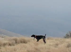 GSP STARTED MALE GSP STARTED MALE