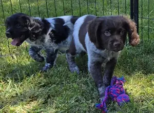ACK/UKC REG. TATOO DU BOIS COURCOL BRED PUPS ACK/UKC REG. TATOO DU BOIS COURCOL BRED PUPS