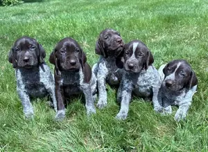GERMAN SHORTHAIRED POINTER PUPPIES GERMAN SHORTHAIRED POINTER PUPPIES