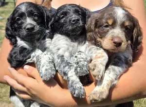 32X NSTRA NOLANS LAST BULLET BRED PUPS 32X NSTRA NOLANS LAST BULLET BRED PUPS