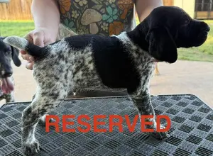 PUPPIES FOR SALE PUPPIES FOR SALE