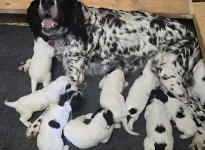 ENGLISH SETTER PUPPIES BORN MAY 6TH ENGLISH SETTER PUPPIES BORN MAY 6TH
