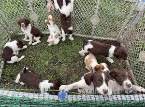 AKC BRITTANY PUPS LOOKING FOR FOREVER HOMES! AKC BRITTANY PUPS LOOKING FOR FOREVER HOMES!