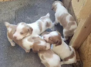AKC AMERICAN BRITTANY PUPPIES AKC AMERICAN BRITTANY PUPPIES