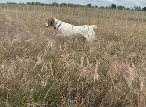 10 MONTH OLD STARTED MALE BRITTANY 10 MONTH OLD STARTED MALE BRITTANY