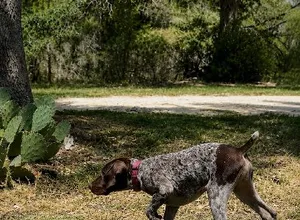 GRETTA X AUGUSTUS - PHOEBE - PINK COLLAR GRETTA X AUGUSTUS - PHOEBE - PINK COLLAR
