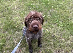 3 YOUNG GRIFFON AVAILABLE 3 YOUNG GRIFFON AVAILABLE