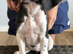 PUPPIES FOR SALE PUPPIES FOR SALE