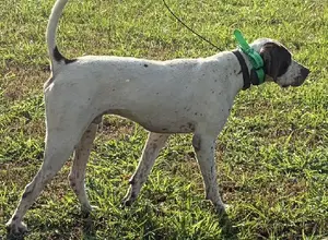 1.5 YEAR OLD MALE POINTER 1.5 YEAR OLD MALE POINTER