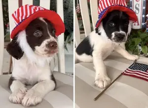 FIELD BRED ENGLISH SPRINGER SPAINELS FIELD BRED ENGLISH SPRINGER SPAINELS