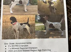 GERMAN SHORTHAIR POINTER GERMAN SHORTHAIR POINTER